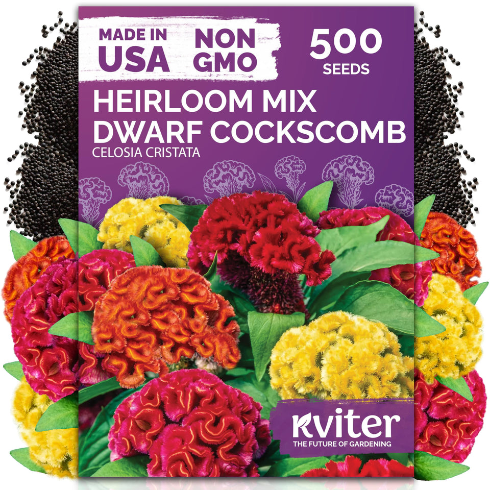 KVITER 500 Dwarf Mix Cockscomb seeds seed packet for planting and vibrant blooms