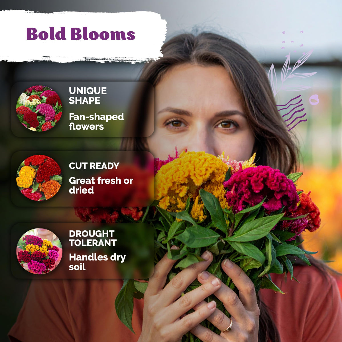 KVITER 500 Dwarf Mix Cockscomb seeds woolflower blooms in containers