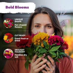 KVITER 500 Dwarf Mix Cockscomb seeds woolflower blooms in containers