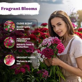 KVITER Sweet William attracts bees and butterflies in pollinator-friendly landscapes.