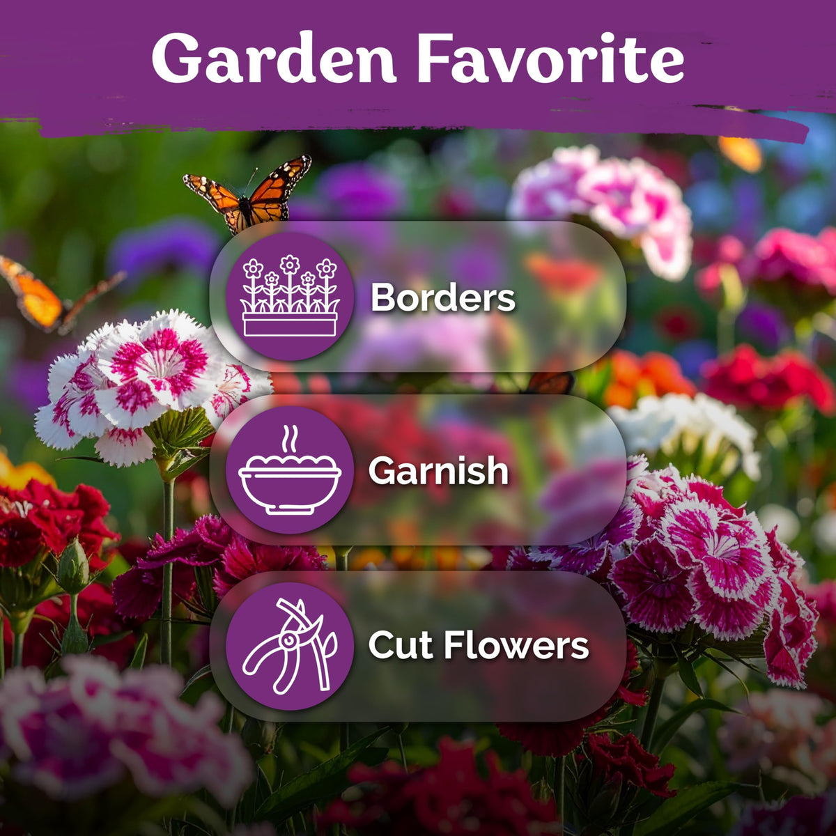 KVITER seeds offer edible petals for colorful garnishes and bouquets.