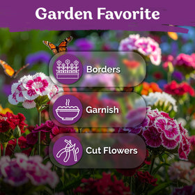 KVITER seeds offer edible petals for colorful garnishes and bouquets.