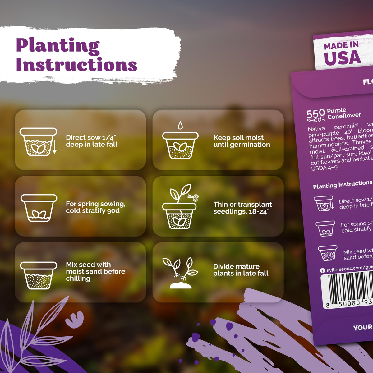 KVITER 550 Purple Coneflower seeds developing purple bloom in garden