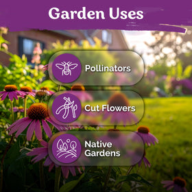 KVITER 550 Purple Coneflower seeds planting in raised bed