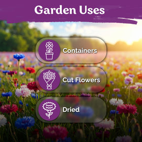 KVITER 800 Mix Bachelor Button Seeds suit bouquets and dried arrangements