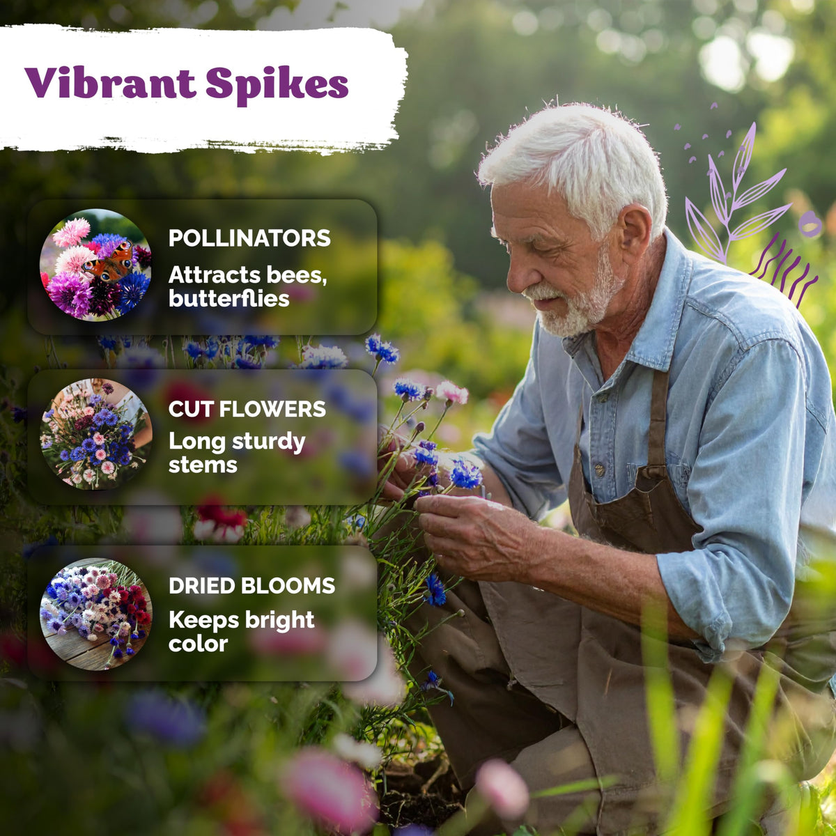 KVITER 800 Mix Bachelor Button Seeds provide extended bloom from early to late summer