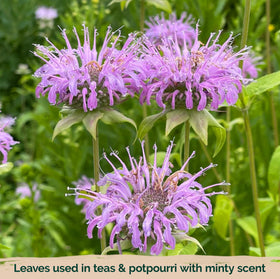 KVITER division renews blooms every 2–3 years for continuous color.