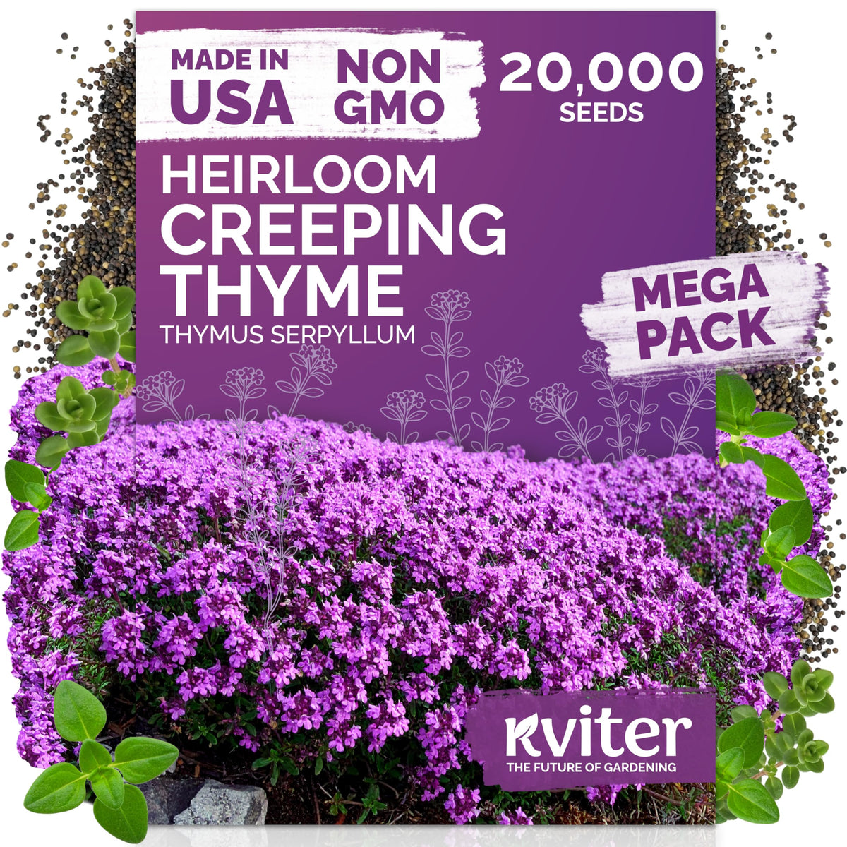KVITER creeping thyme seeds form a dense purple ground cover for sunny borders.