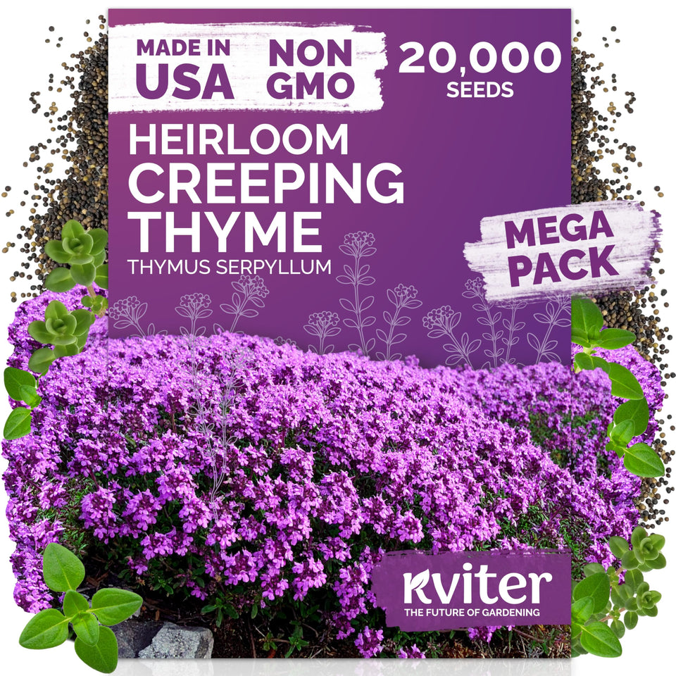 KVITER creeping thyme seeds form a dense purple ground cover for sunny borders.