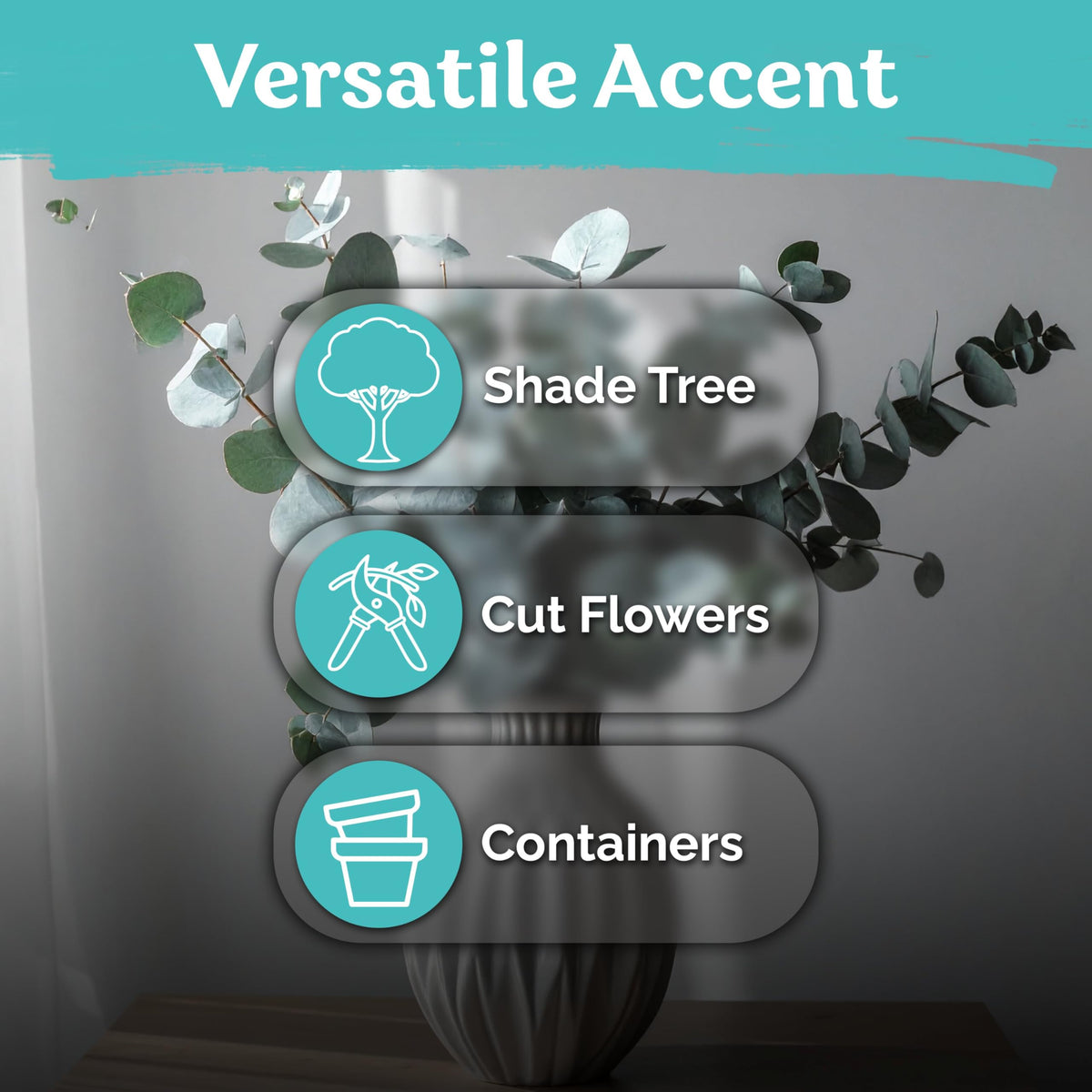 KVITER drought-tolerant eucalyptus plant ideal for low-water gardens