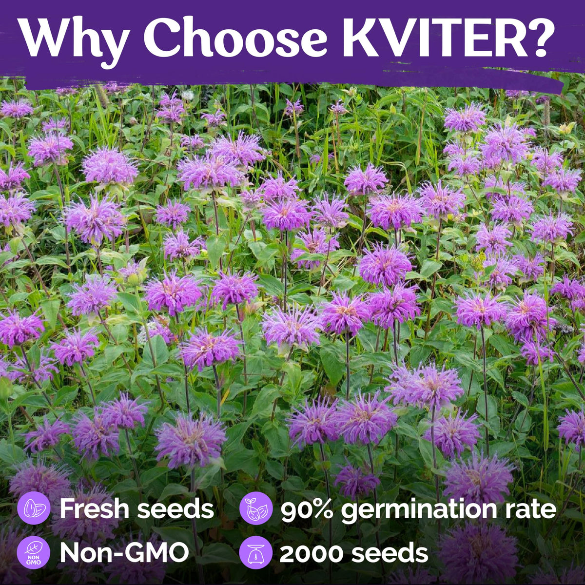 KVITER drought-tolerant perennial thrives with minimal watering in gardens.