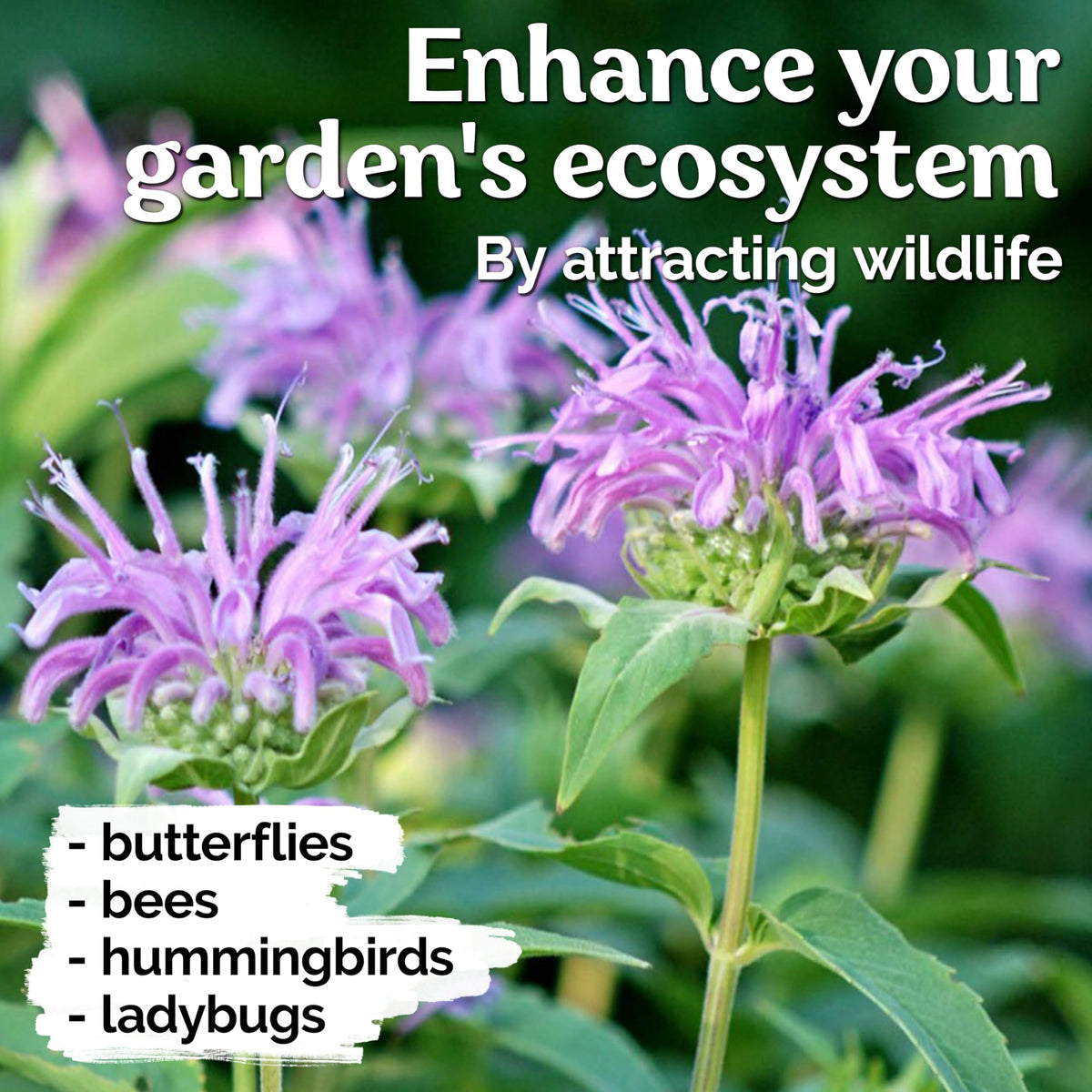 KVITER garden border with pink-blooming beebalm along borders.