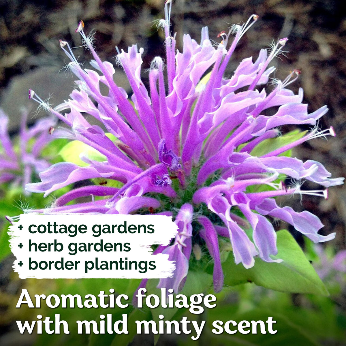 KVITER monarda leaves used for citrus notes in tea and potpourri.