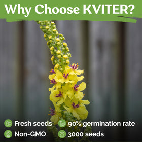 KVITER mullein flowers close-up with bright yellow blooms.