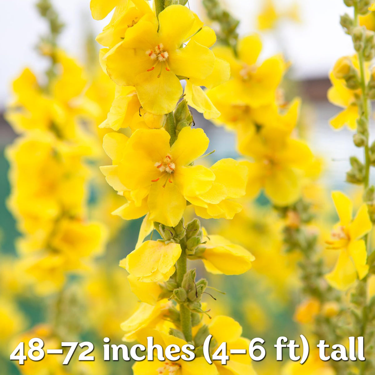 KVITER mullein plant growing tall to 4–6 ft in full sun.