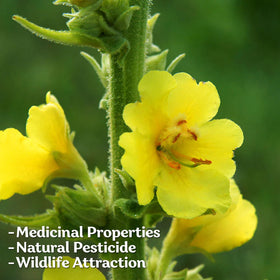 KVITER harvest-ready mullein bundle for herbal uses.