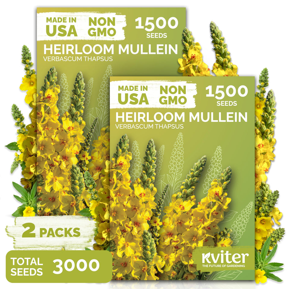 KVITER mullein seeds for planting in warm soil, ideal herb garden starter.