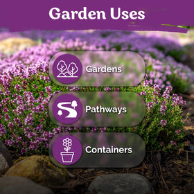 KVITER purple thyme flowers brighten perennial borders during early summer.