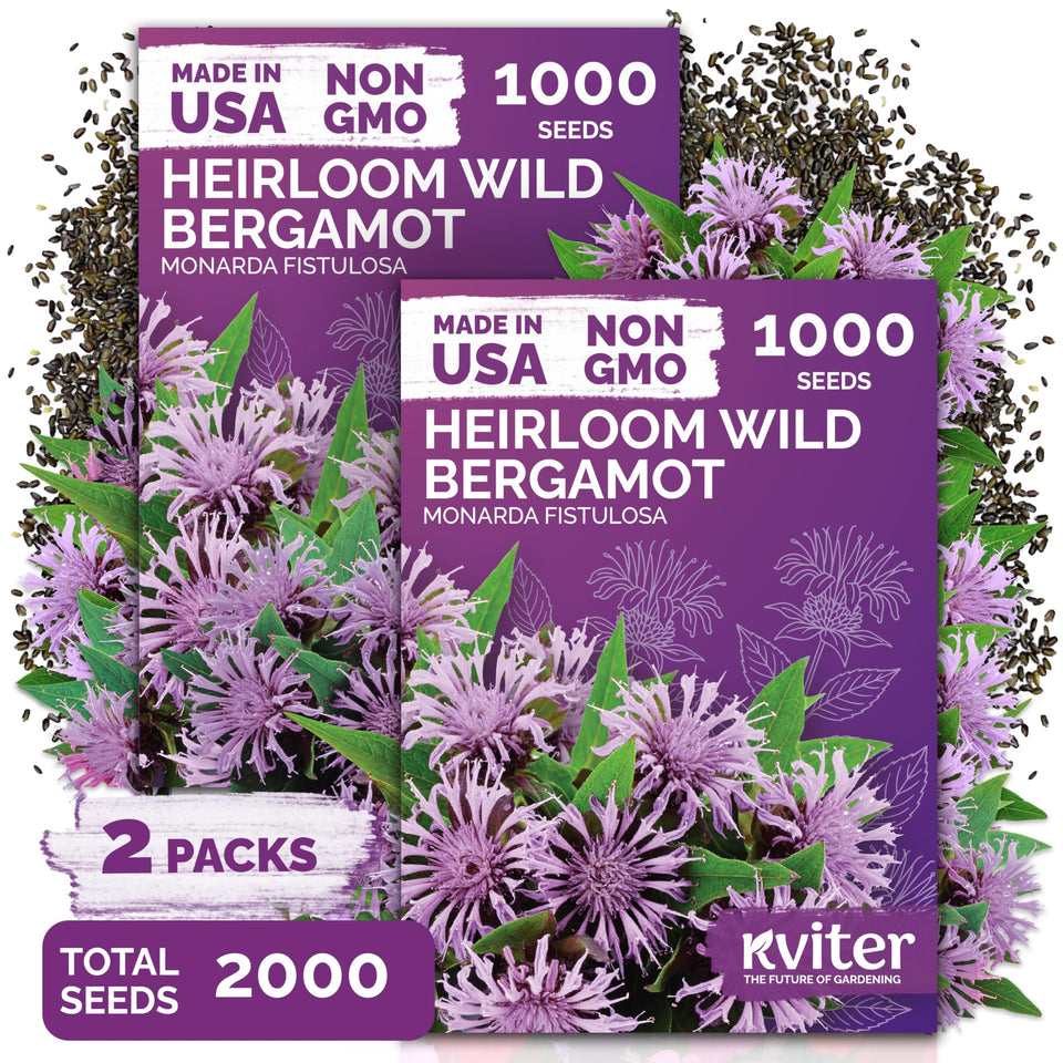 KVITER wild bergamot seeds for outdoor planting attract pollinators.