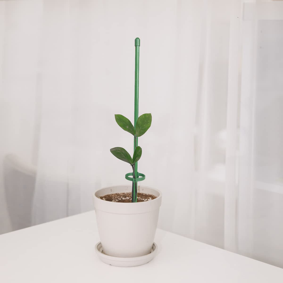 KVZVK green plant stake with ring buckles blending with foliage for discreet support.