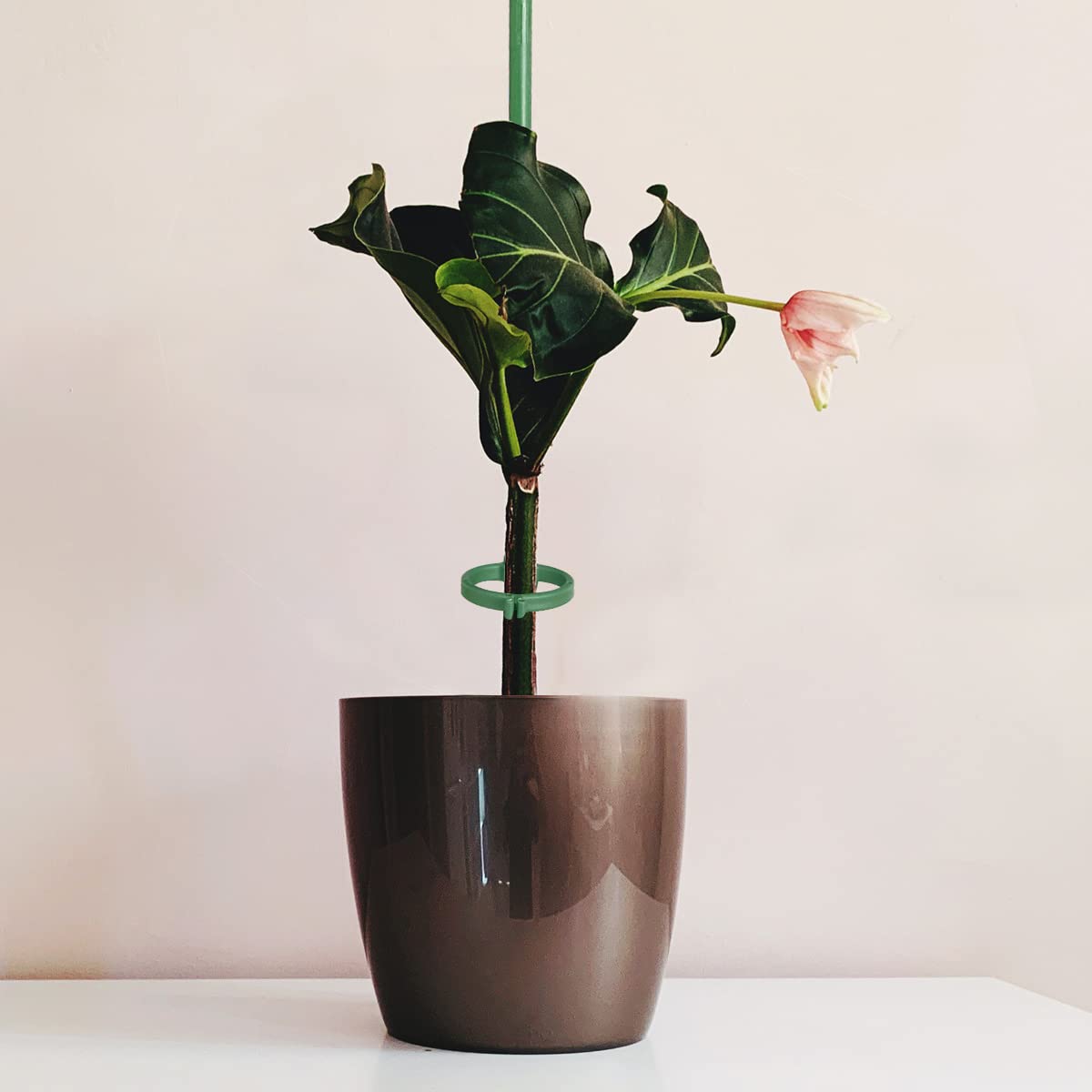 KVZVK 30 cm long plant stake ready to anchor stems gently.