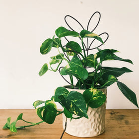 KVZVK trellis with blackish coating blends with pots and supports vines.