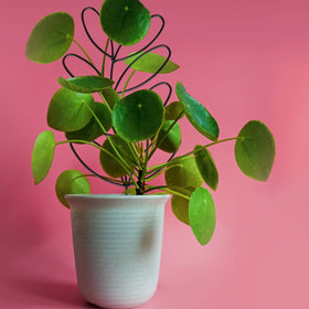 KVZVK versatile indoor-outdoor trellis supports potted and climbing plants.