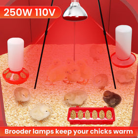 Kweetle Chicks Brooder Box feeders offer easy feed access