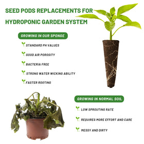 KXCOFTXI indoor garden sponges ideal for lettuce and tomatoes.