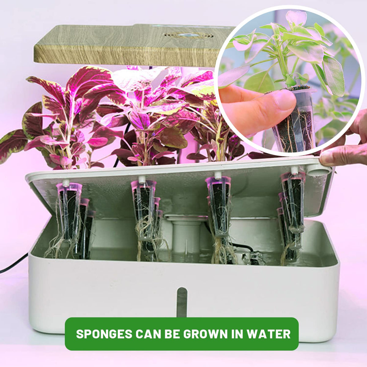 KXCOFTXI peat-based sponges providing stable rooting base.