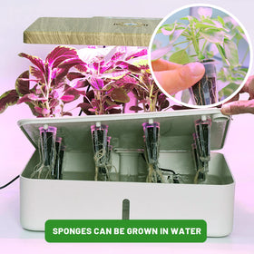 KXCOFTXI peat-based sponges providing stable rooting base.