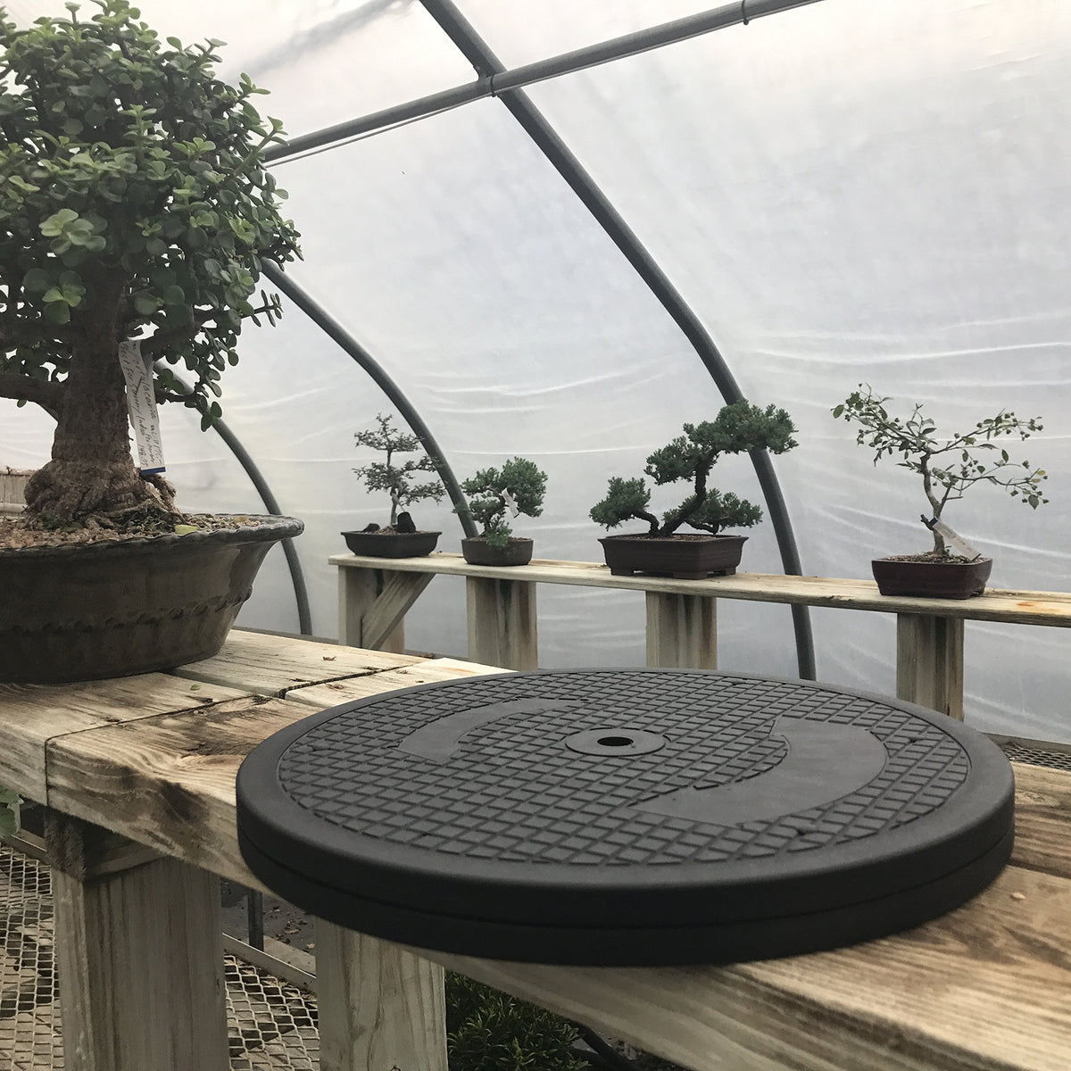 Kydely Mighty Mini Bonsai Turntable 360-degree rotation enables easy pruning.