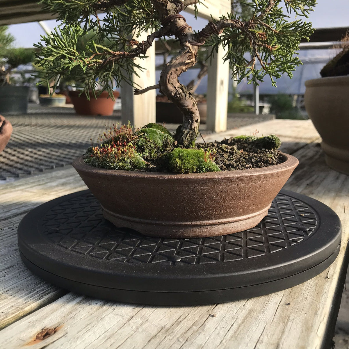 Kydely Mighty Mini Bonsai Turntable suitable for indoor and outdoor use.