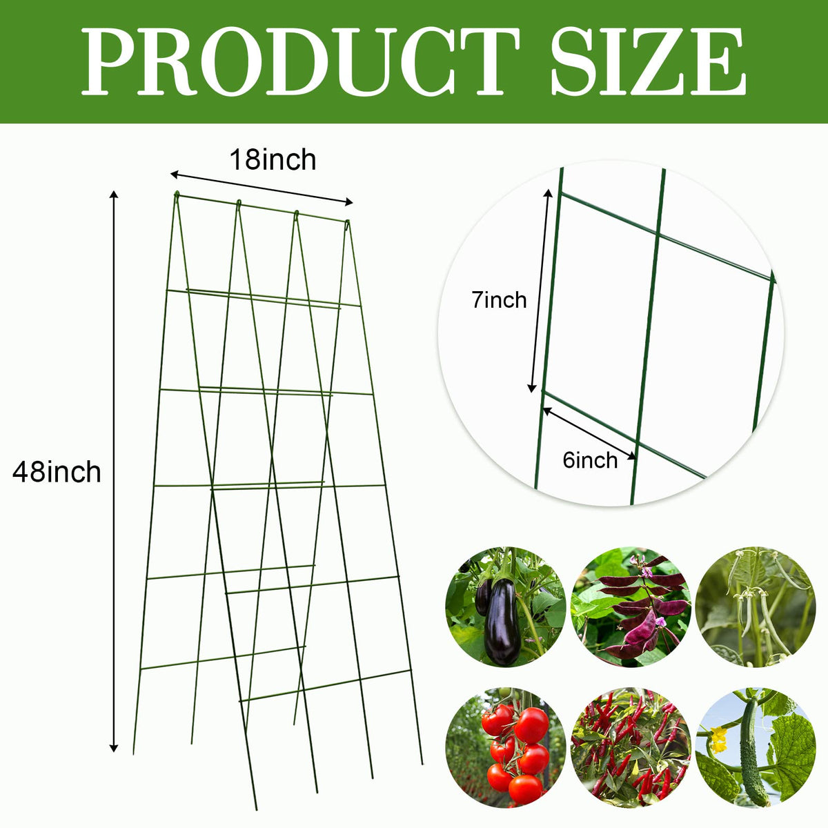 A-frame support Kyrieval cucumber trellis provides strong vine structure.