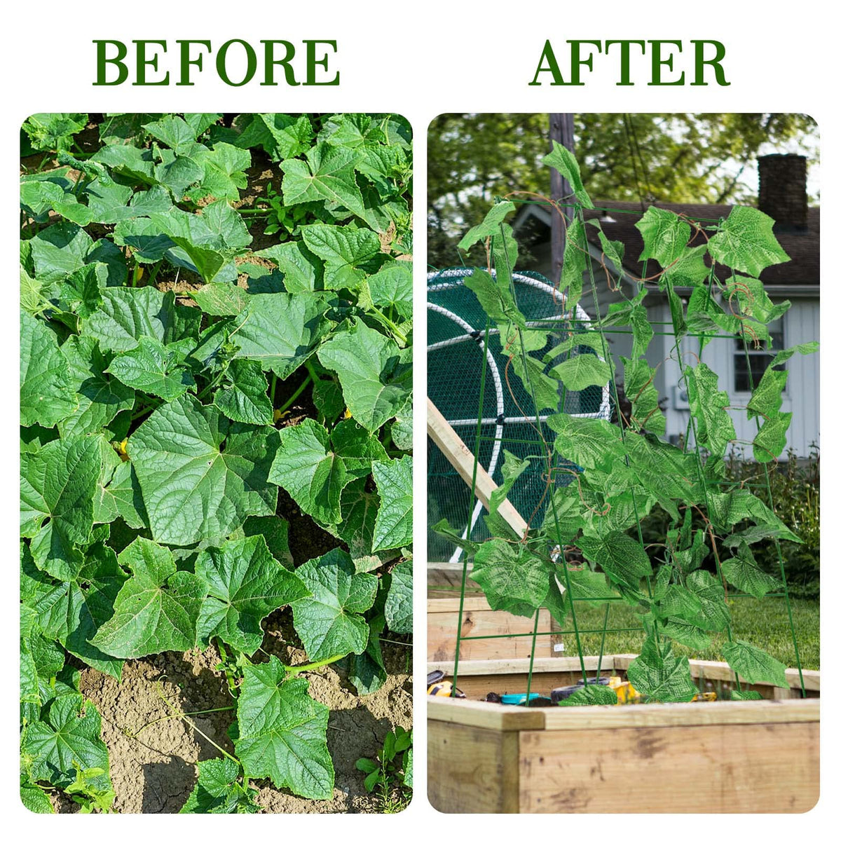 Folded-storage Kyrieval cucumber trellis compact for off-season storage.