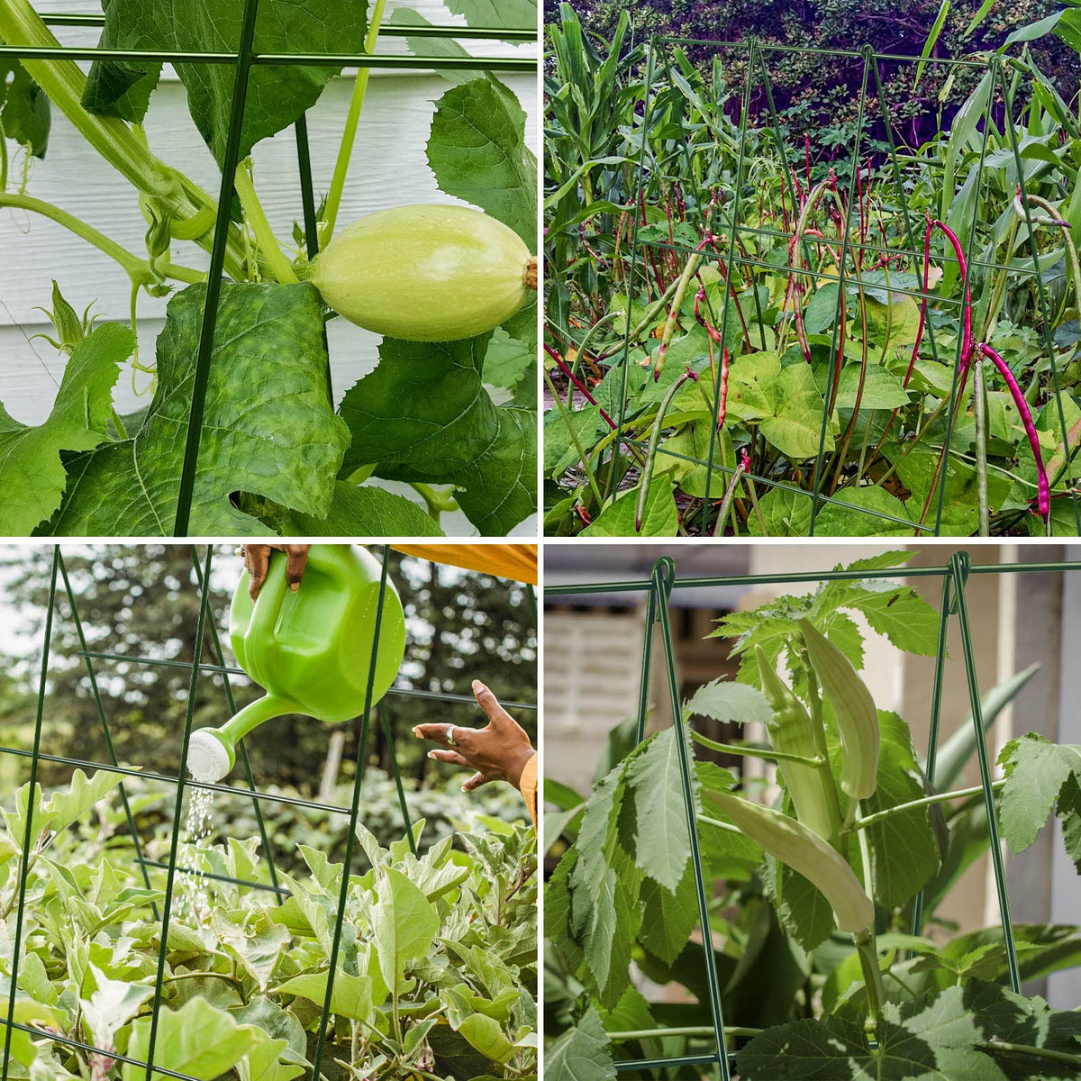 Small-space garden Kyrieval trellis enables vertical growth in tight spaces.