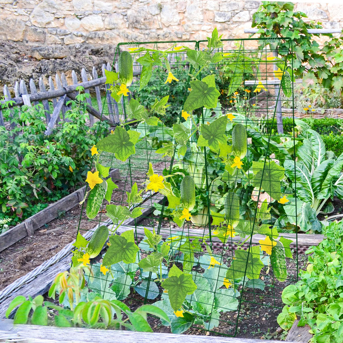 Ground stakes secure the trellis during windy weather