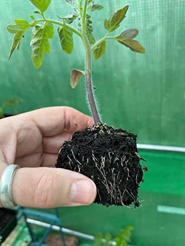 Ladbrooke Mini 4 potless start demonstrated in seed tray.