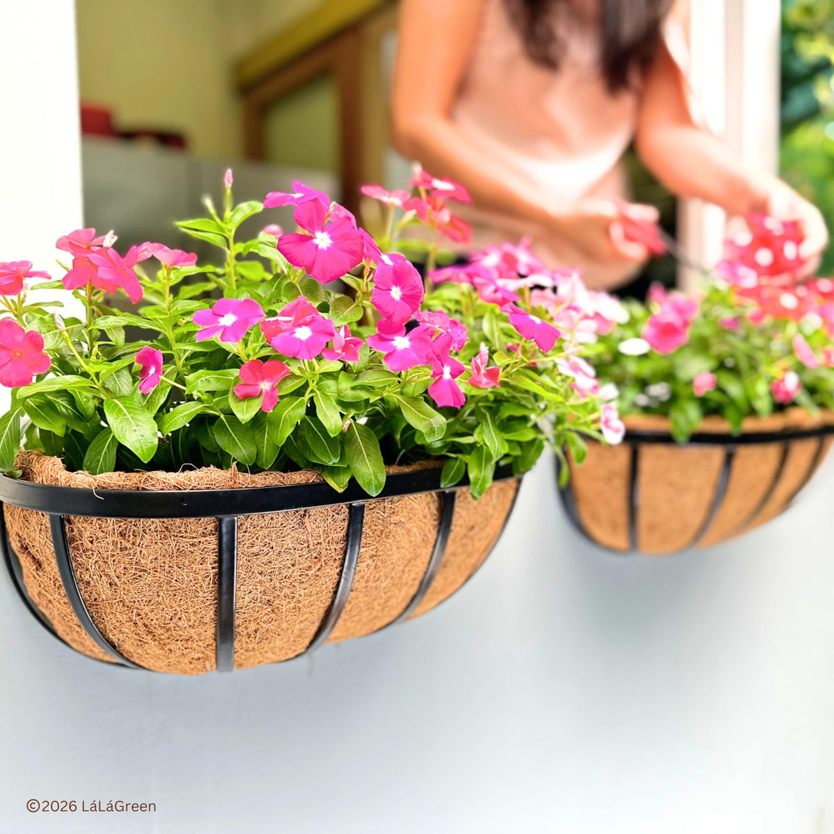LáLáGreen liner for indoor trailing plants helps neat displays.
