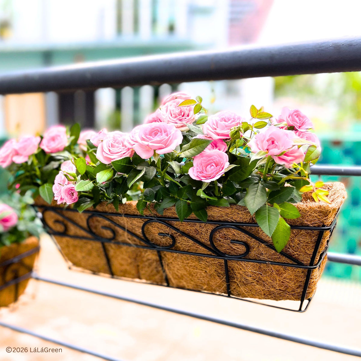 LáLáGreen liner placed in a wall-mounted hanging basket with plants.