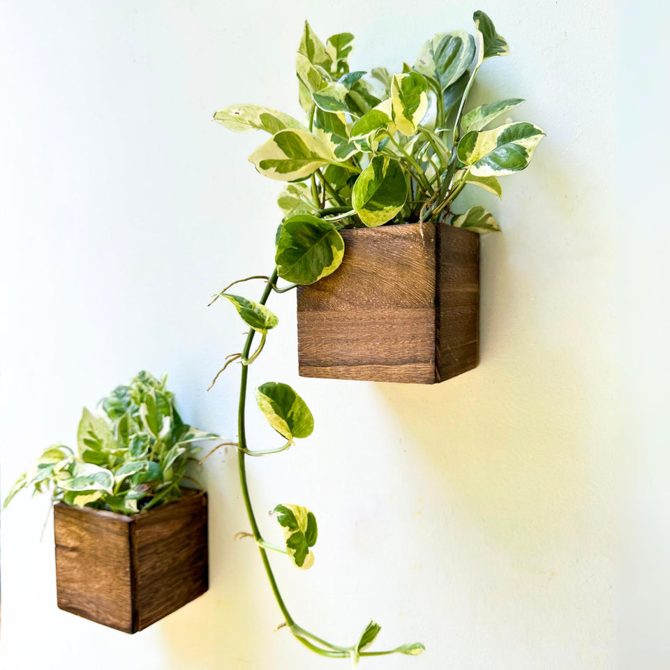 LáLáGreen wood planter box 4x4-2pack for compact indoor display