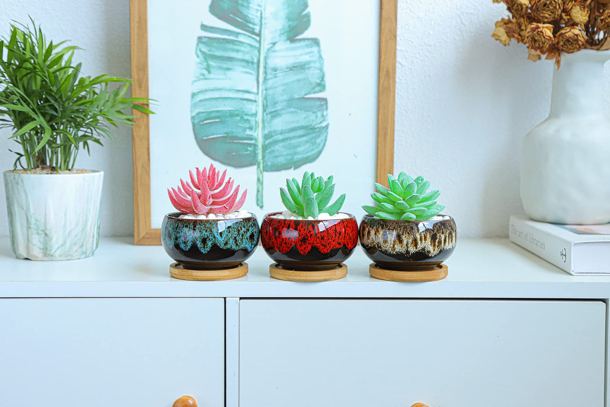 LamDawn round succulent pot provides drainage for healthy roots.