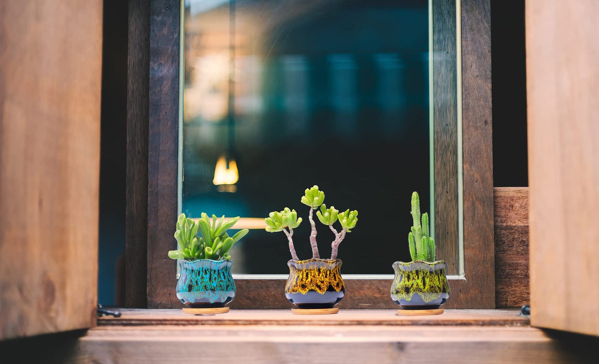 LamDawn planter with drainage hole keeps soil breathable for thriving succulents.