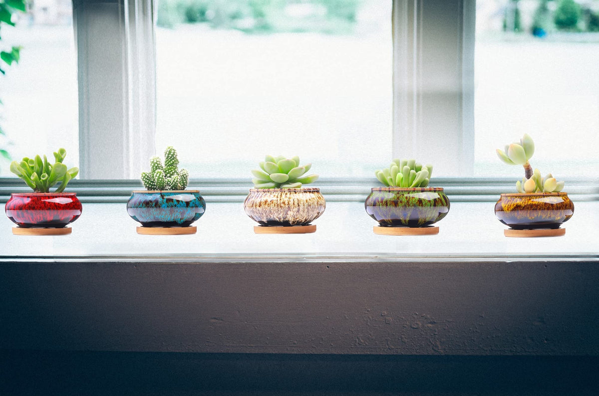 LamDawn compact pot on a windowsill perfect for small succulents