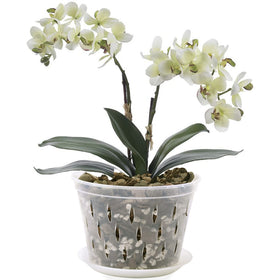 Lanccona clear orchid pot ideal for observing growth during repotting.