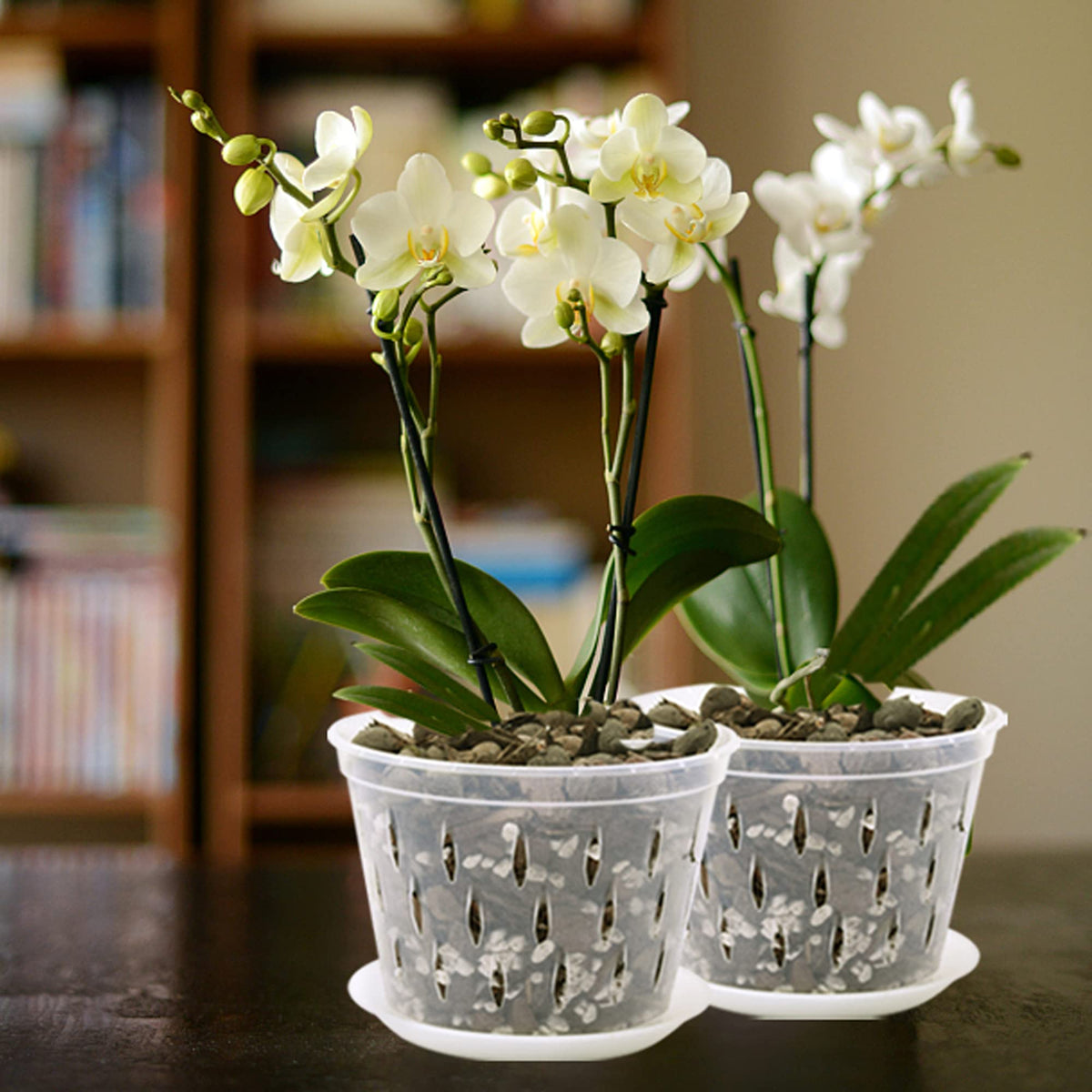 Lanccona durable plastic orchid pots designed to last through multiple repottings.