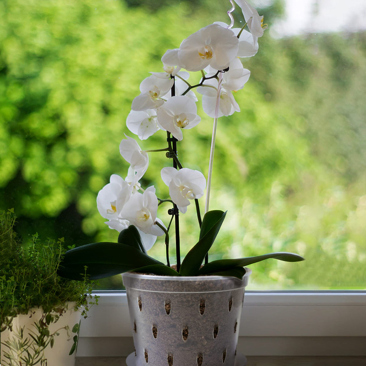 Lanccona Orchid Pot indoor display on a windowsill scene.