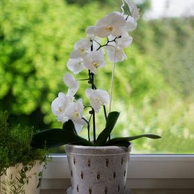 Lanccona Orchid Pot indoor display on a windowsill scene.