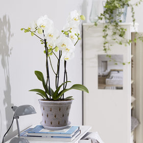 Lanccona Orchid Pot indoor-use suitable for home orchid displays.
