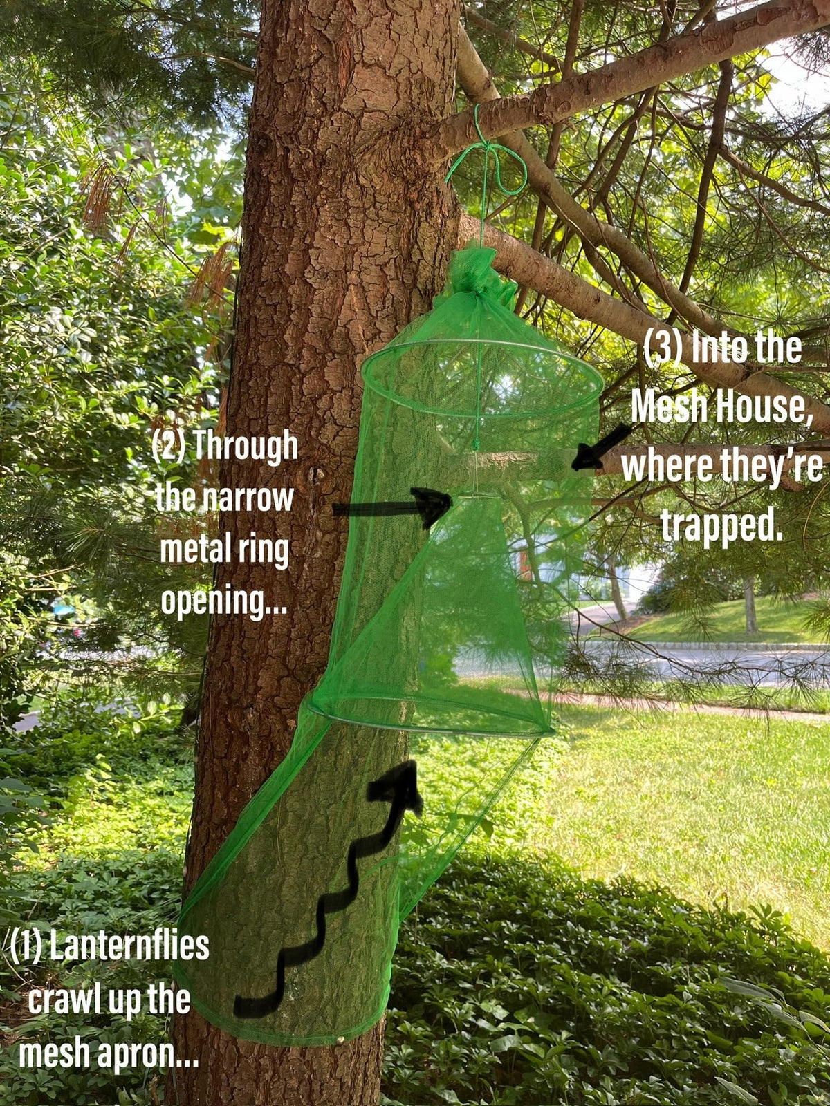 Lanternfly Motel apron pressed to a tree trunk demonstrating secure funneling benefit
